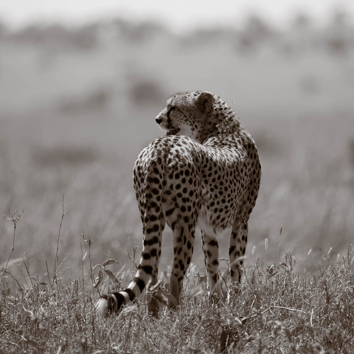Gepard Tansania Safari Afrika