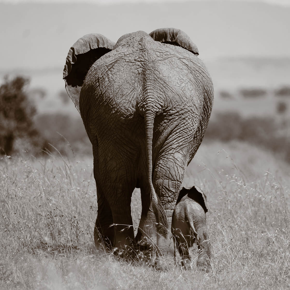 Elefant mit Baby in Tansania Safari Afrika