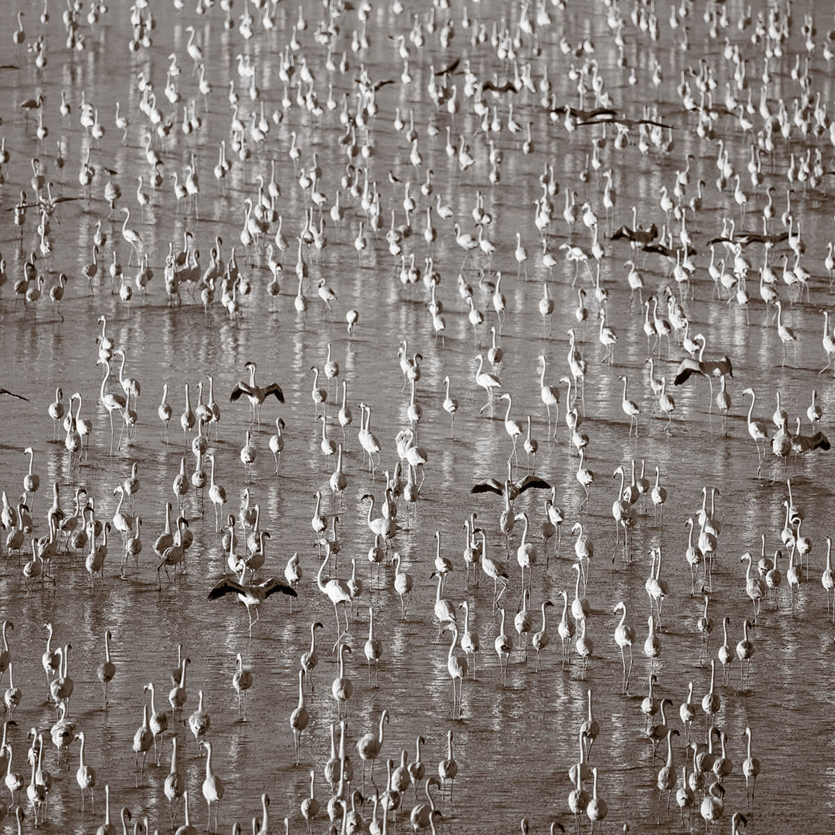 A flock of flamingos in Tanzania